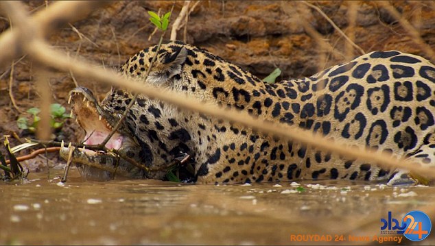 لحظه شوک‌آور شکار تمساح سه متری توسط یک پلنگ (فیلم و تصاویر)
