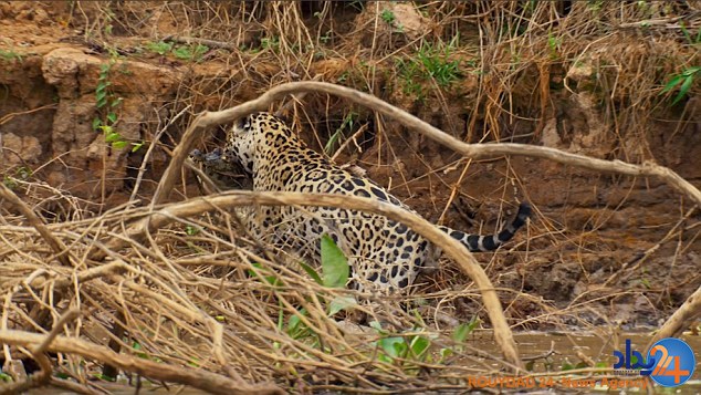 لحظه شوک‌آور شکار تمساح سه متری توسط یک پلنگ (فیلم و تصاویر)