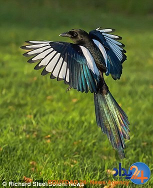 زاغی که سیاهوسفید نیست (تصاویر) زاغی که سیاهوسفید نیست (تصاویر)