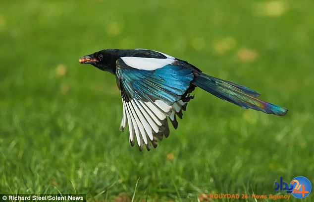 زاغی که سیاهوسفید نیست (تصاویر) زاغی که سیاهوسفید نیست (تصاویر)