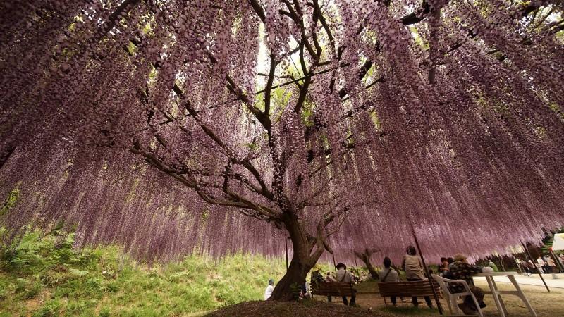 وایدترین لنز زوم سیگما را بهتر بشناسید وایدترین لنز زوم سیگما را بهتر بشناسید