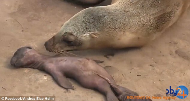 عزاداری شیردریایی برای فرزند از دست رفته‌اش (فیلم و تصاویر)