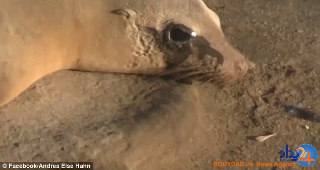 عزاداری شیردریایی برای فرزند از دست رفته‌اش (فیلم و تصاویر)