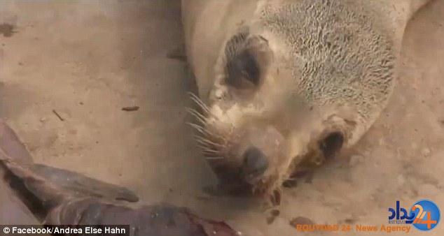 عزاداری شیردریایی برای فرزند از دست رفته‌اش (فیلم و تصاویر)