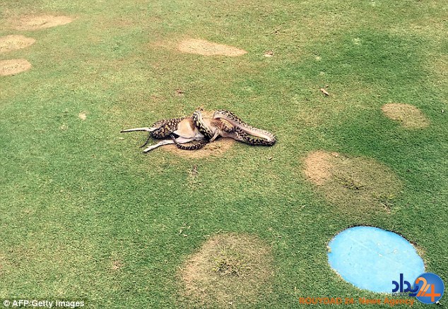 کانگورو در زمین گلف یک لقمه مار شد (تصاویر)