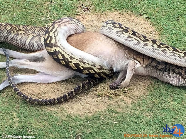 کانگورو در زمین گلف یک لقمه مار شد (تصاویر)