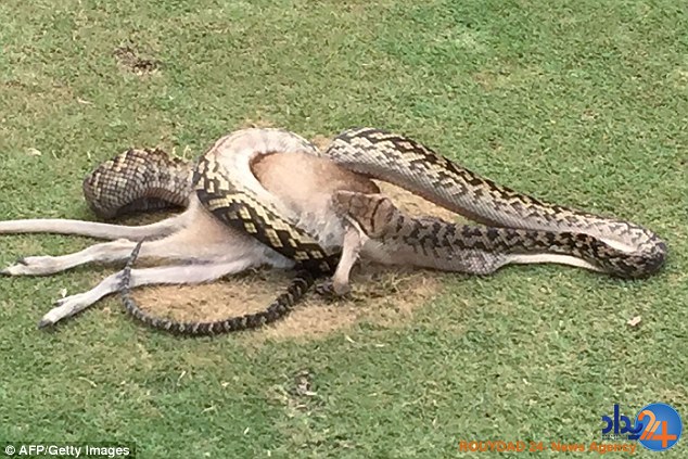 کانگورو در زمین گلف یک لقمه مار شد (تصاویر)