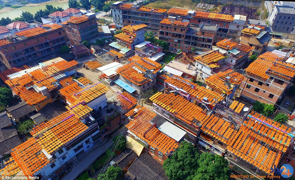 روستای خوشمزه چینی که در این فصل نارنجی می‌شود (تصاویر)