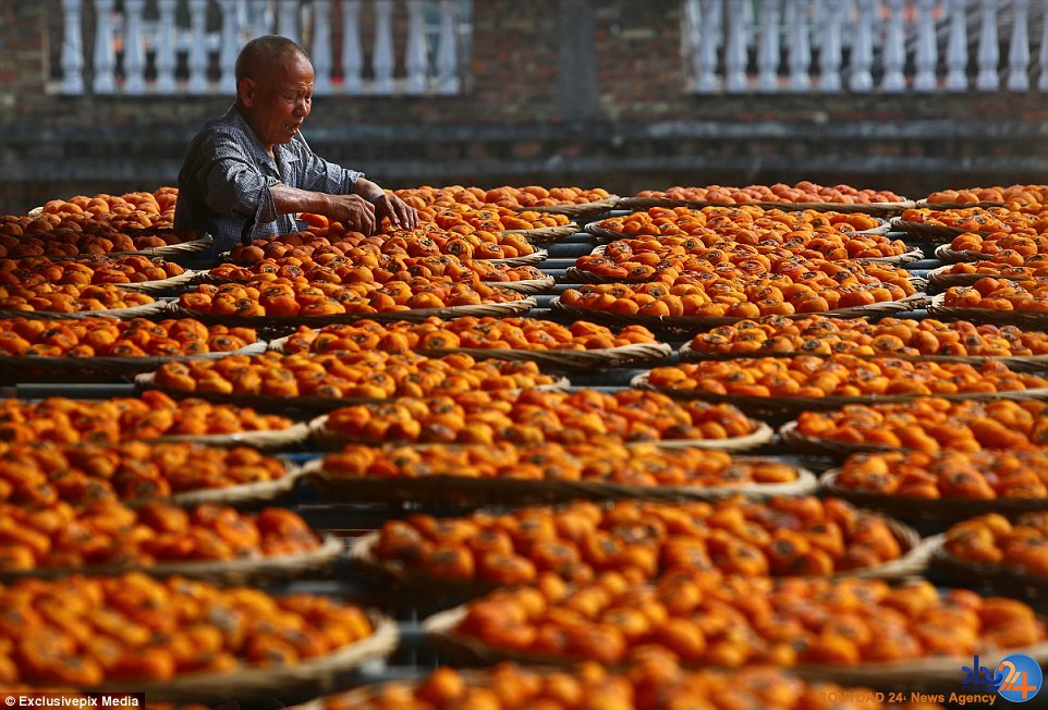روستای خوشمزه چینی که در این فصل نارنجی می‌شود (تصاویر)