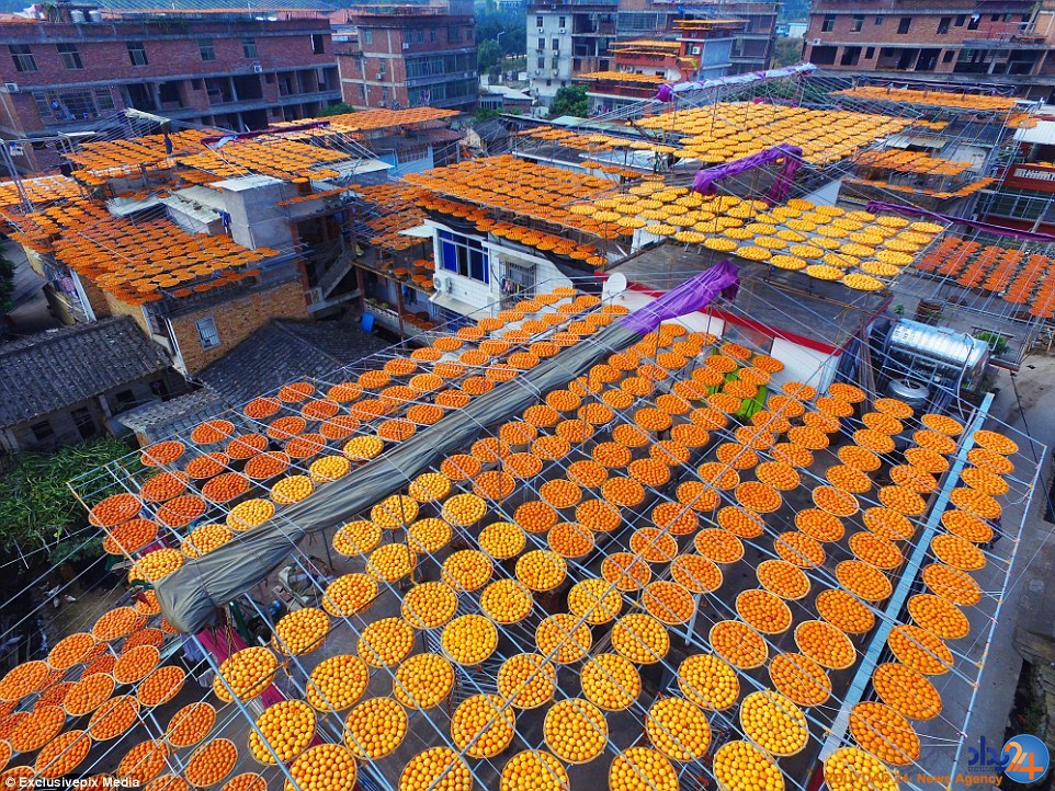روستای خوشمزه چینی که در این فصل نارنجی می‌شود (تصاویر)