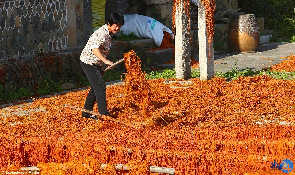 روستای خوشمزه چینی که در این فصل نارنجی می‌شود (تصاویر)