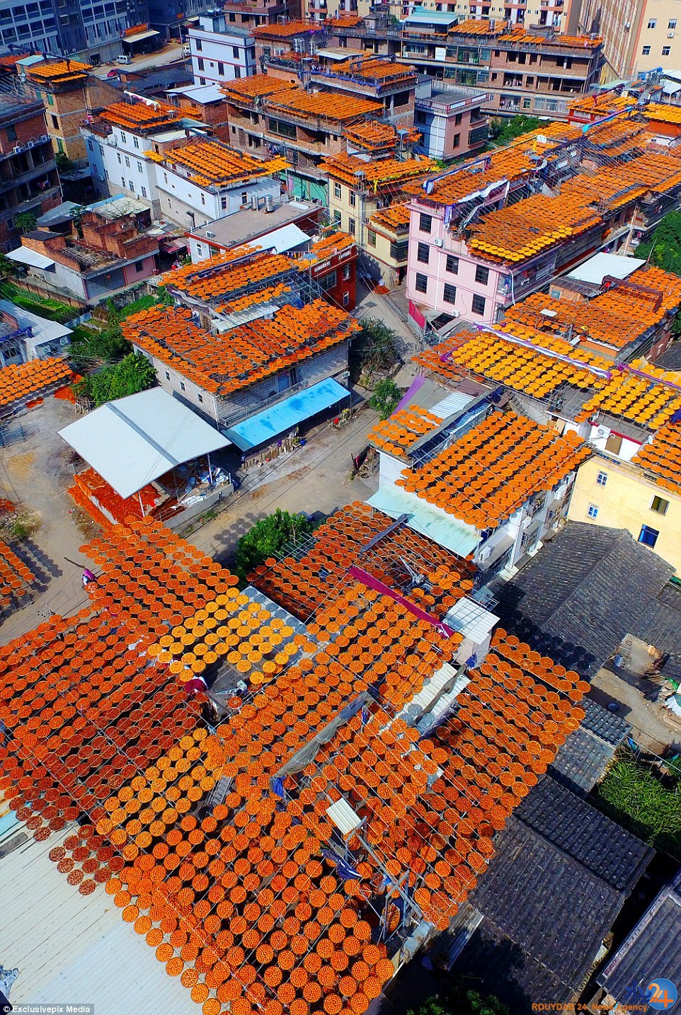 روستای خوشمزه چینی که در این فصل نارنجی می‌شود (تصاویر)
