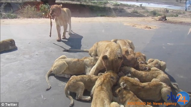 جنگ شیرها بر سر بزکوهی وسط خیابان (فیلم و تصاویر) جنگ شیرها بر سر بزکوهی وسط خیابان (فیلم و تصاویر)