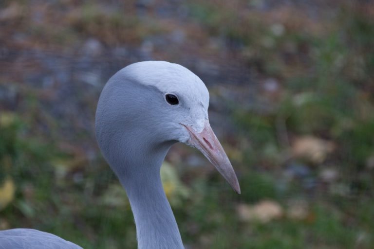 بررسی لنز همه‌کاره جدید سیگما