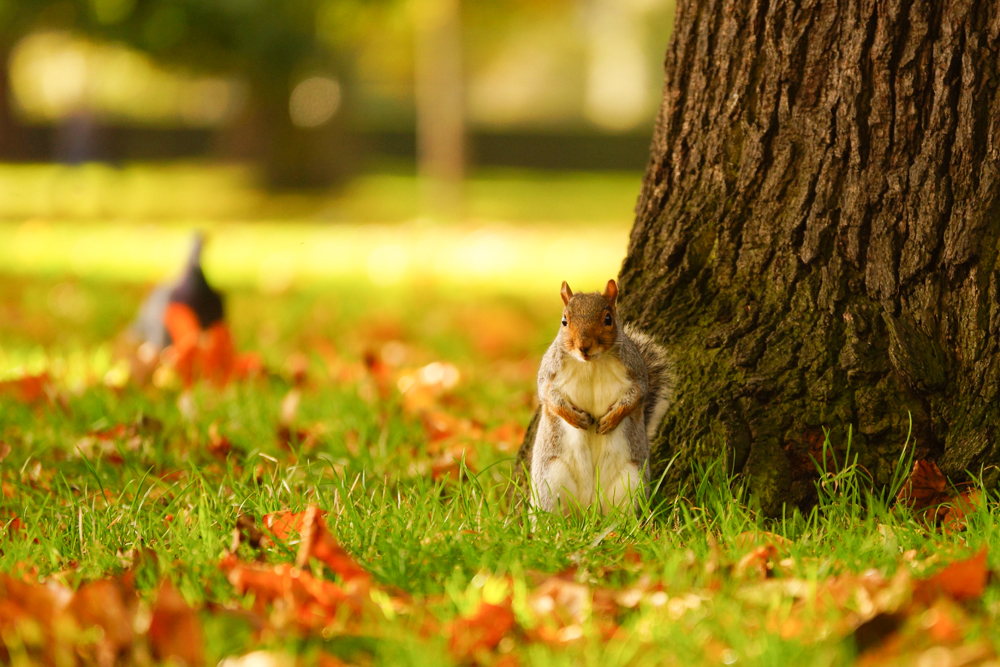 نکات عکاسی از برگ‌های پاییزی خیابان ولیعصر