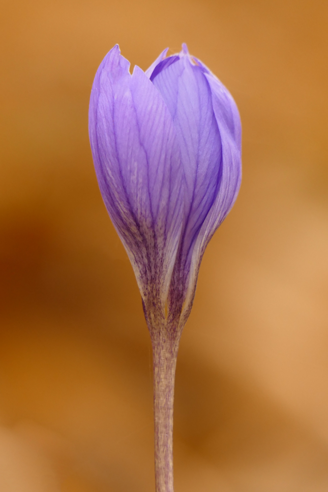 نکات عکاسی از برگ‌های پاییزی خیابان ولیعصر