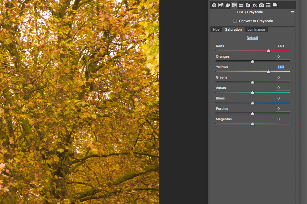 نکات عکاسی از برگ‌های پاییزی خیابان ولیعصر