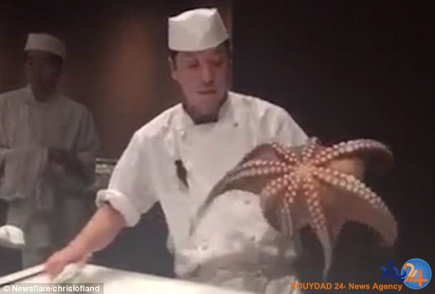 سرآشپز هشت پای زنده را مقابل چشم میهمانها سر برید (فیلم و تصاویر) سرآشپز هشت پای زنده را مقابل چشم میهمانها سر برید (فیلم و تصاویر)