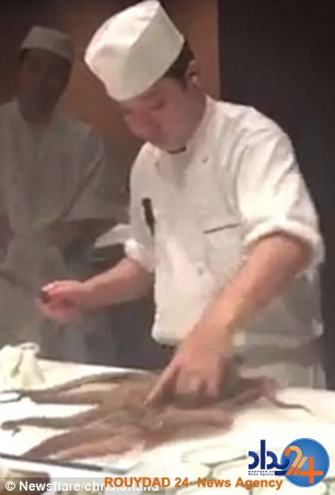 سرآشپز هشت پای زنده را مقابل چشم میهمانها سر برید (فیلم و تصاویر) سرآشپز هشت پای زنده را مقابل چشم میهمانها سر برید (فیلم و تصاویر)