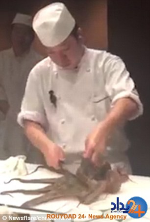 سرآشپز هشت پای زنده را مقابل چشم میهمانها سر برید (فیلم و تصاویر) سرآشپز هشت پای زنده را مقابل چشم میهمانها سر برید (فیلم و تصاویر)