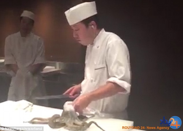 سرآشپز هشت پای زنده را مقابل چشم میهمانها سر برید (فیلم و تصاویر) سرآشپز هشت پای زنده را مقابل چشم میهمانها سر برید (فیلم و تصاویر)