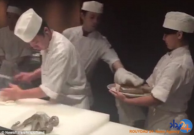 سرآشپز هشت پای زنده را مقابل چشم میهمانها سر برید (فیلم و تصاویر) سرآشپز هشت پای زنده را مقابل چشم میهمانها سر برید (فیلم و تصاویر)