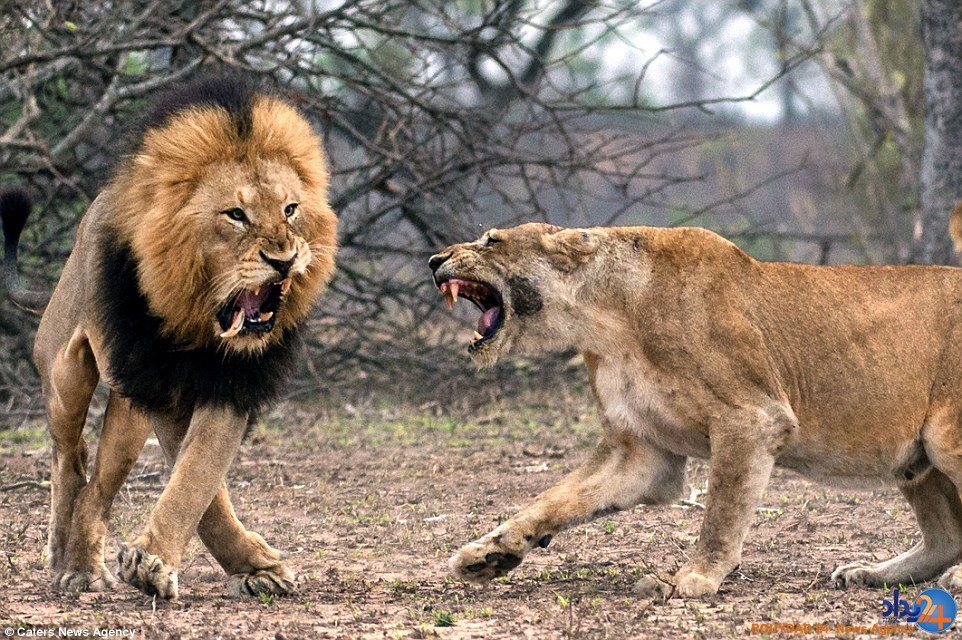 شیر ماده دندان سلطان جنگل را در دهانش خورد کرد (تصاویر)