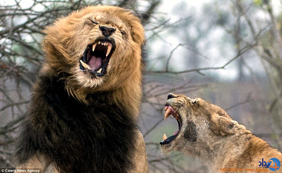 شیر ماده دندان سلطان جنگل را در دهانش خورد کرد (تصاویر)
