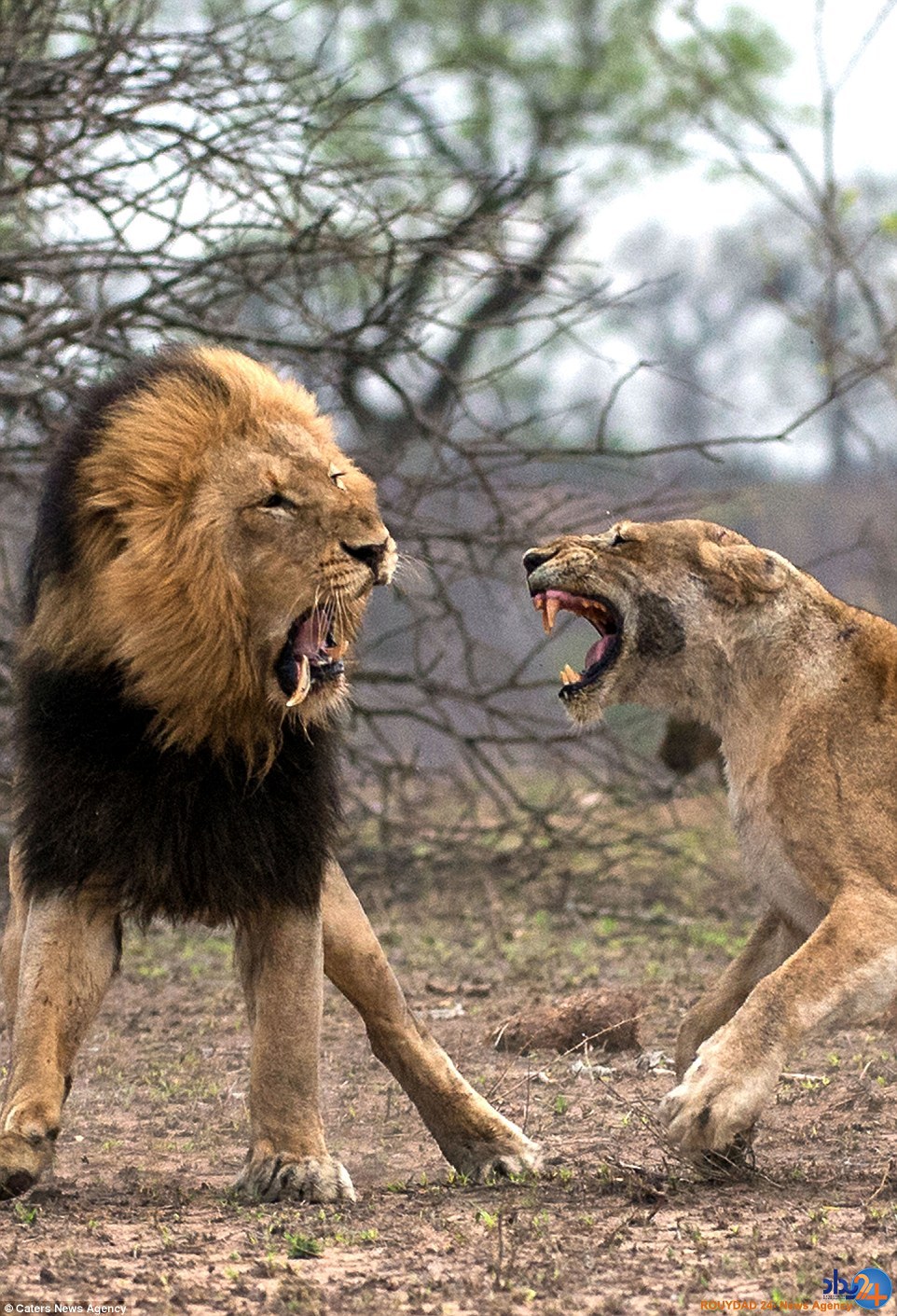 شیر ماده دندان سلطان جنگل را در دهانش خورد کرد (تصاویر)