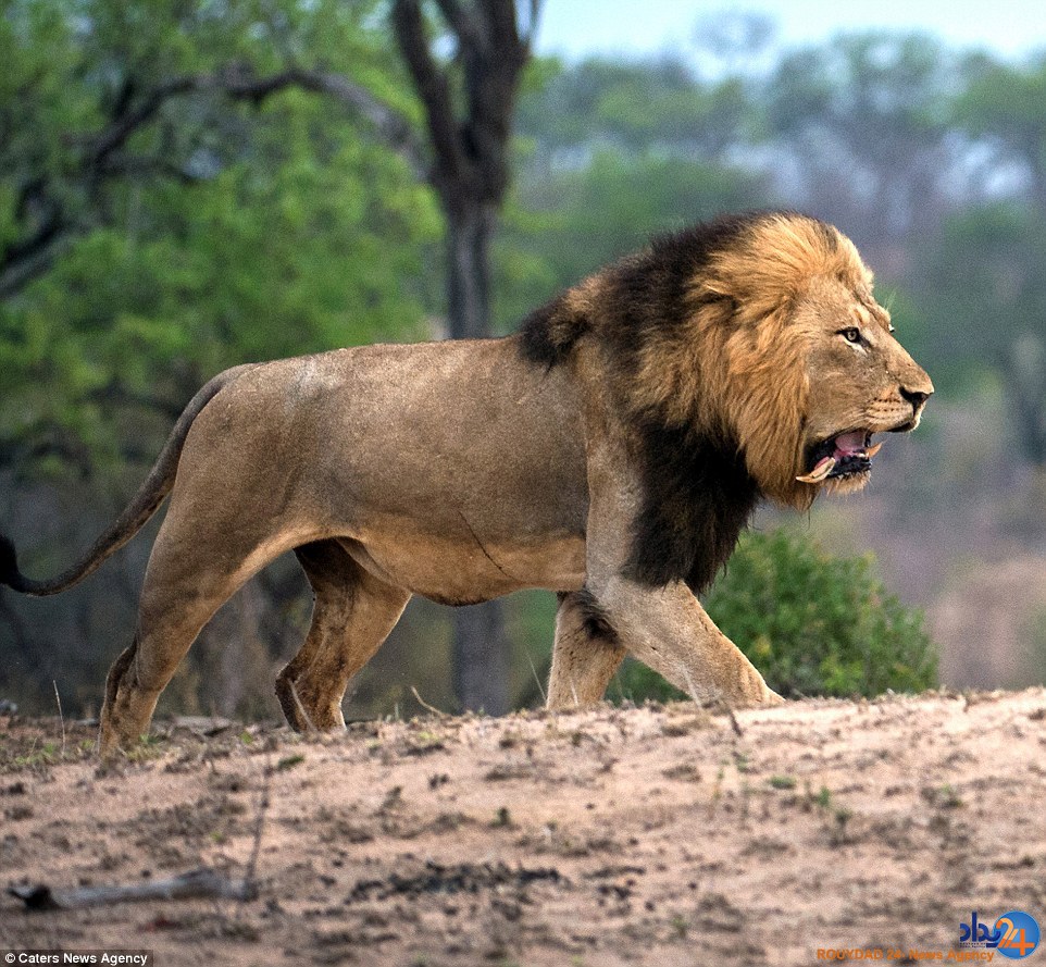 شیر ماده دندان سلطان جنگل را در دهانش خورد کرد (تصاویر)