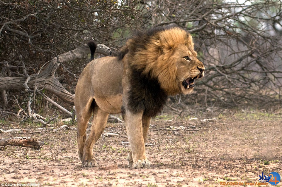 شیر ماده دندان سلطان جنگل را در دهانش خورد کرد (تصاویر)