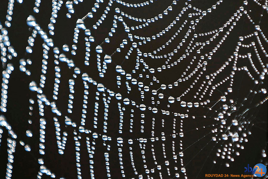 از تراشیدن سر و سبیل برای اعتراض تا هواپیماهایی که گرفتار سیلاب شدند