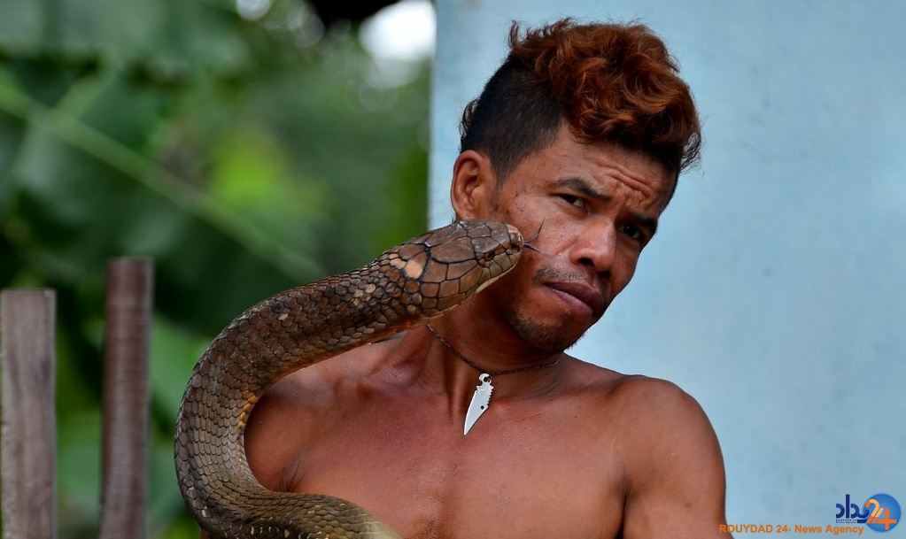 دو کبرای 4متری حیوان خانگی مرد اندونزیایی (تصاویر)