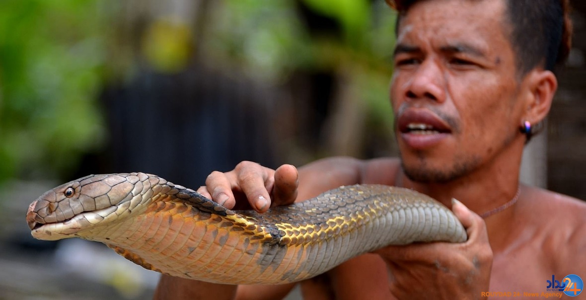 دو کبرای 4متری حیوان خانگی مرد اندونزیایی (تصاویر)