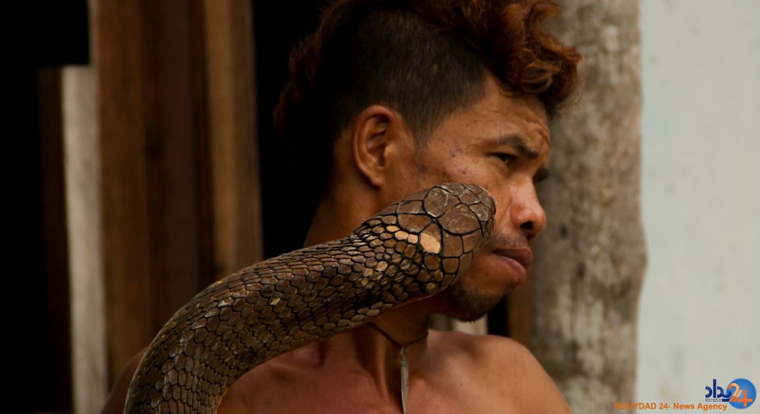 دو کبرای 4متری حیوان خانگی مرد اندونزیایی (تصاویر)