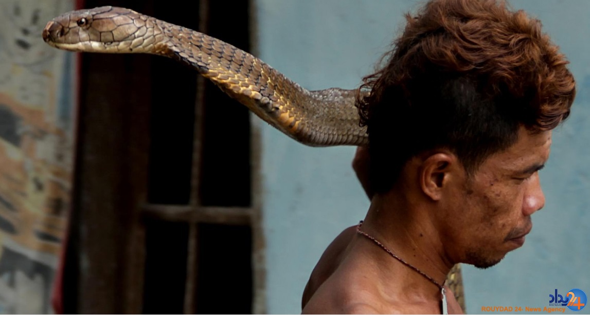 دو کبرای 4متری حیوان خانگی مرد اندونزیایی (تصاویر)