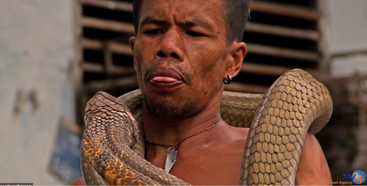 دو کبرای 4متری حیوان خانگی مرد اندونزیایی (تصاویر)