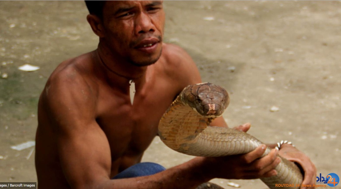 دو کبرای 4متری حیوان خانگی مرد اندونزیایی (تصاویر)