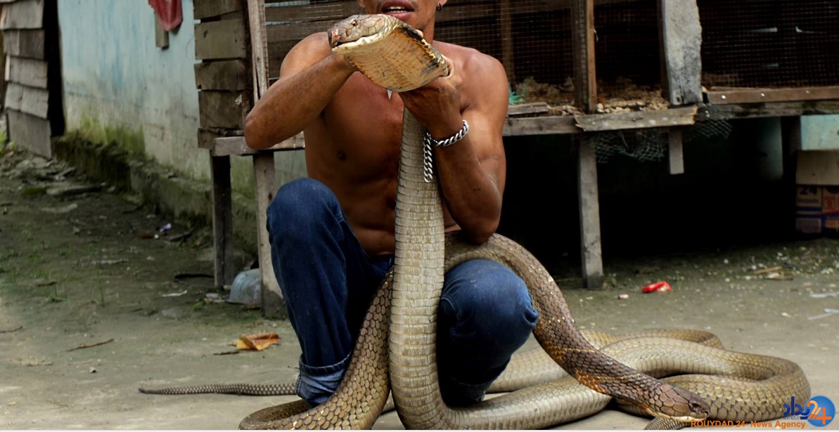 دو کبرای 4متری حیوان خانگی مرد اندونزیایی (تصاویر)