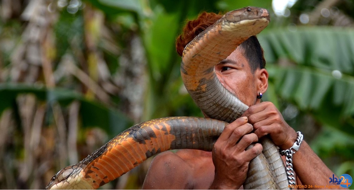 دو کبرای 4متری حیوان خانگی مرد اندونزیایی (تصاویر)