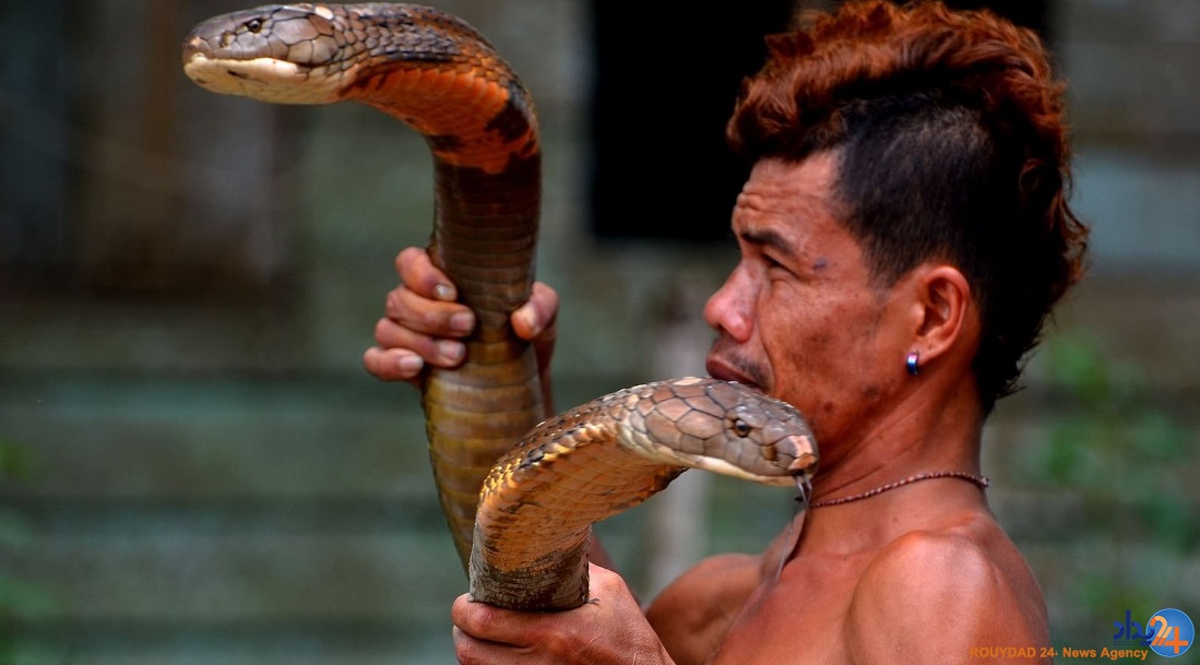 دو کبرای 4متری حیوان خانگی مرد اندونزیایی (تصاویر)