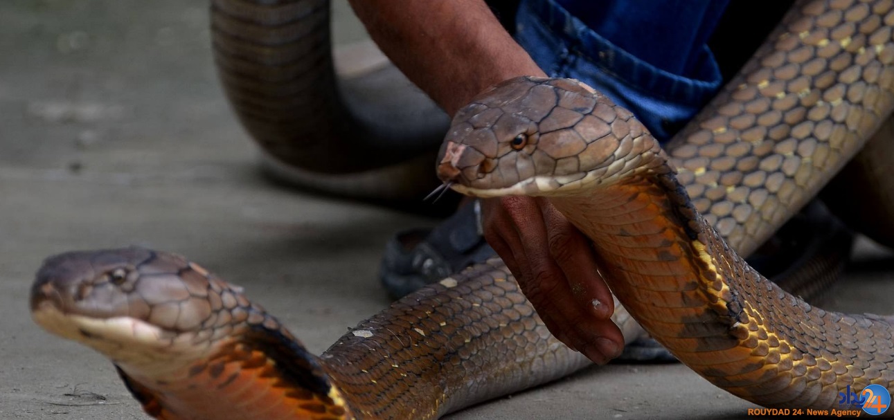 دو کبرای 4متری حیوان خانگی مرد اندونزیایی (تصاویر)