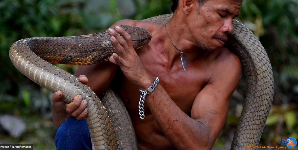دو کبرای 4متری حیوان خانگی مرد اندونزیایی (تصاویر)