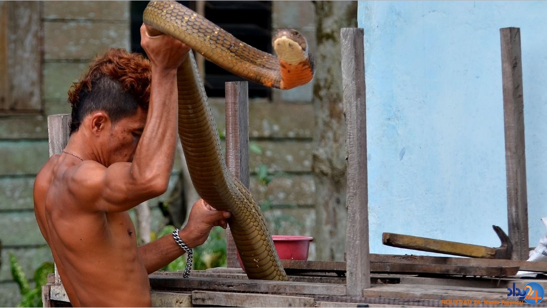 دو کبرای 4متری حیوان خانگی مرد اندونزیایی (تصاویر)
