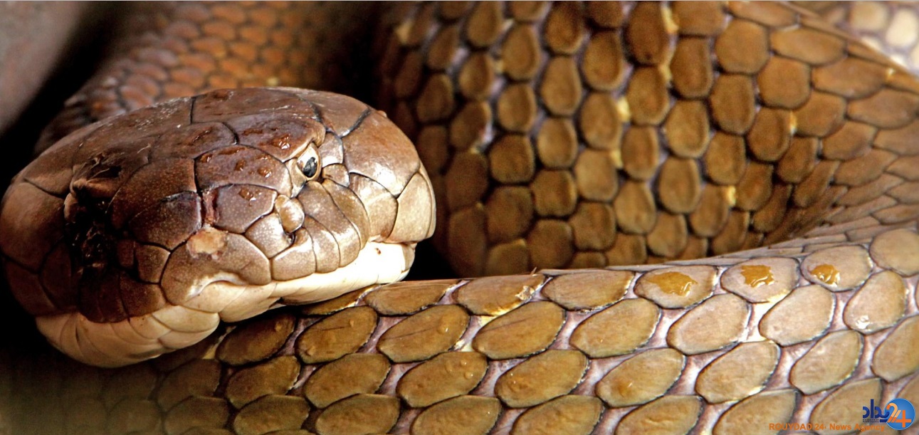 دو کبرای 4متری حیوان خانگی مرد اندونزیایی (تصاویر)