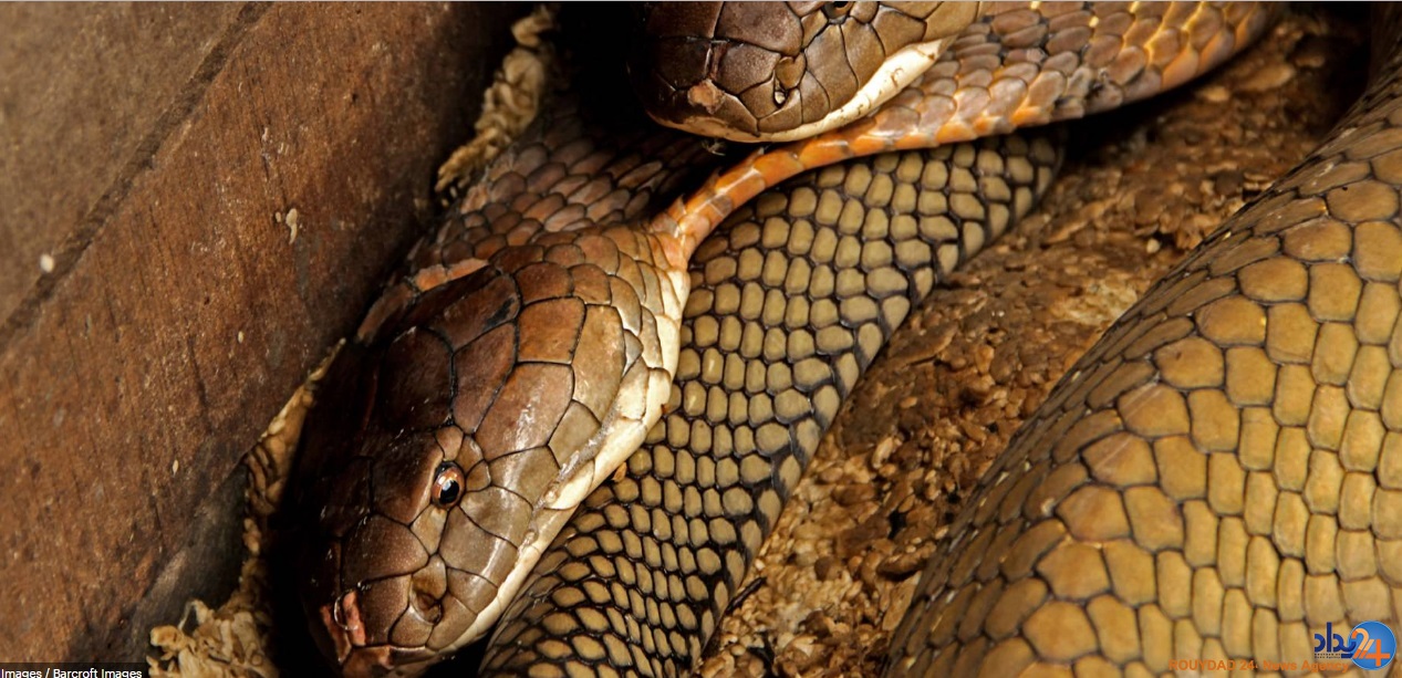 دو کبرای 4متری حیوان خانگی مرد اندونزیایی (تصاویر)