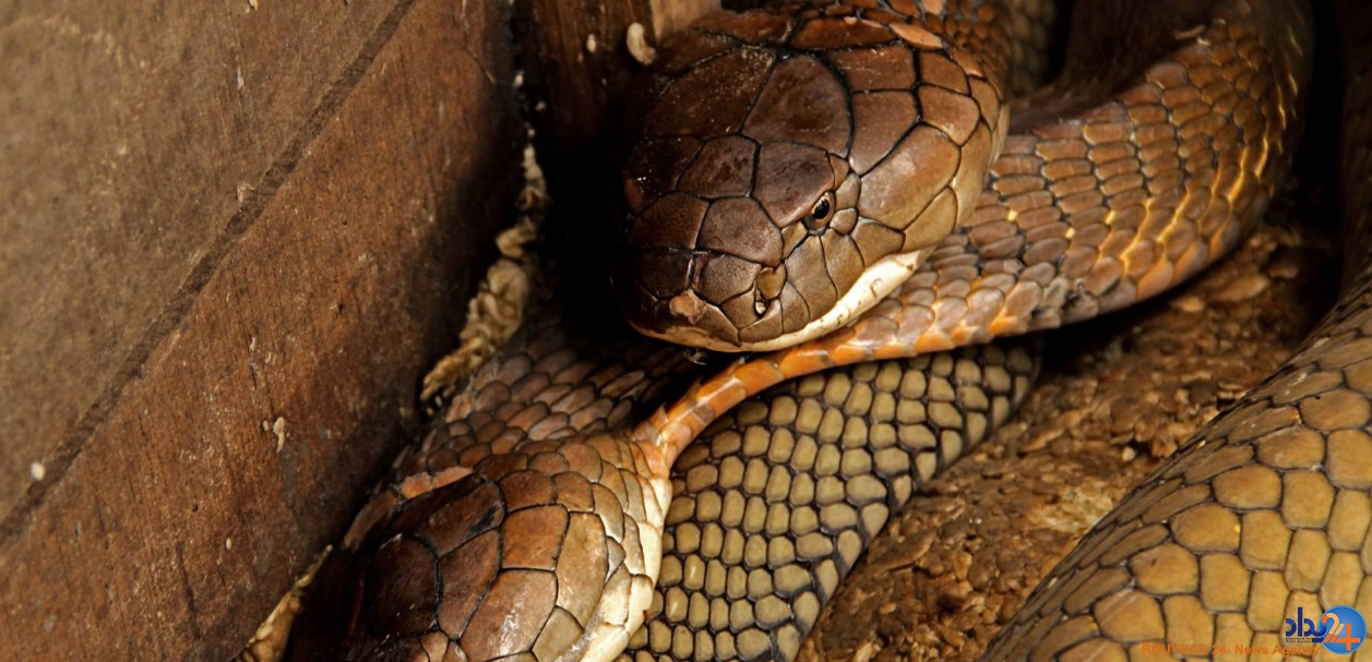 دو کبرای 4متری حیوان خانگی مرد اندونزیایی (تصاویر)