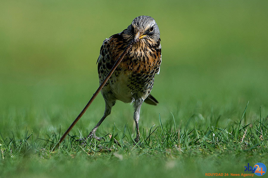 از پرنده‌ای در کمین غذا تا سوری‌های همچنان بی‌خانمان
