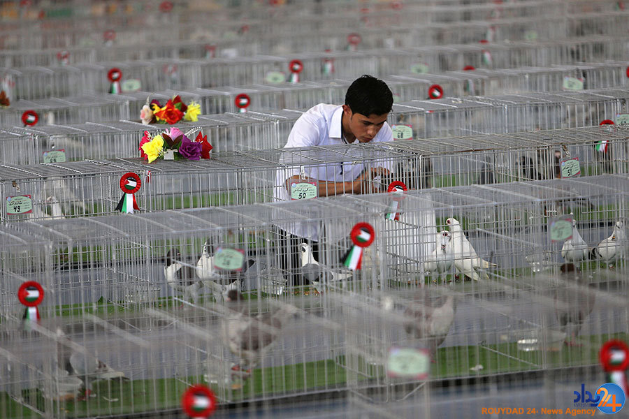 از پرنده‌ای در کمین غذا تا سوری‌های همچنان بی‌خانمان