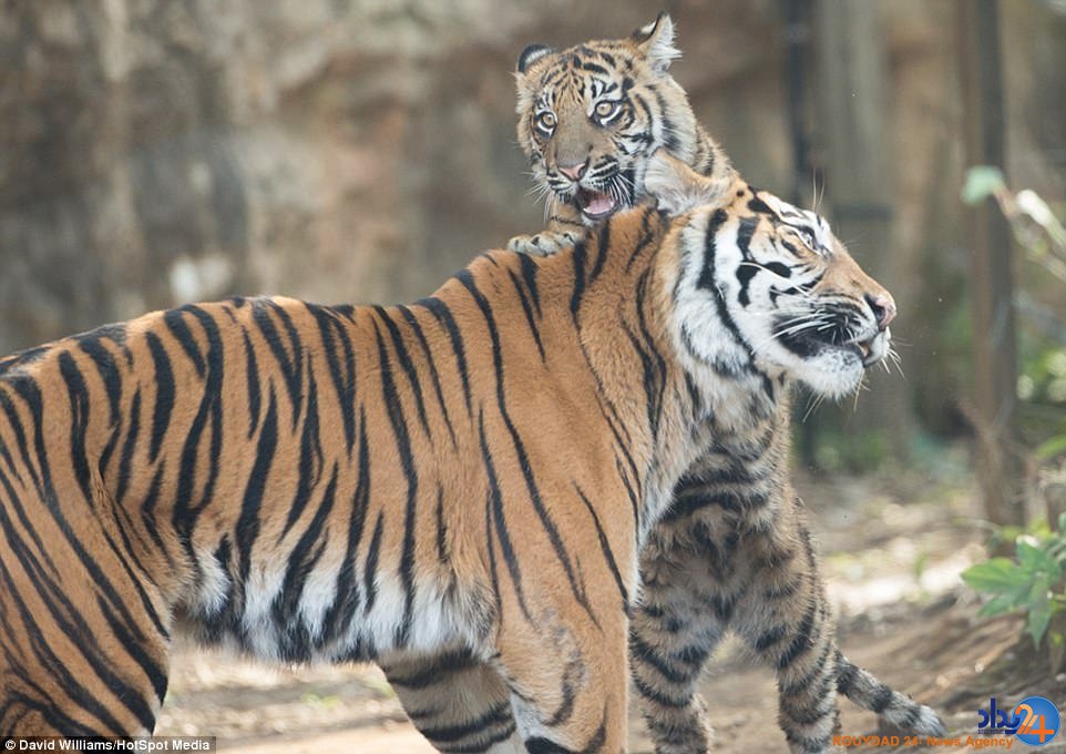 میانجیگری ببر مادر میان دو توله بازیگوش (تصاویر)